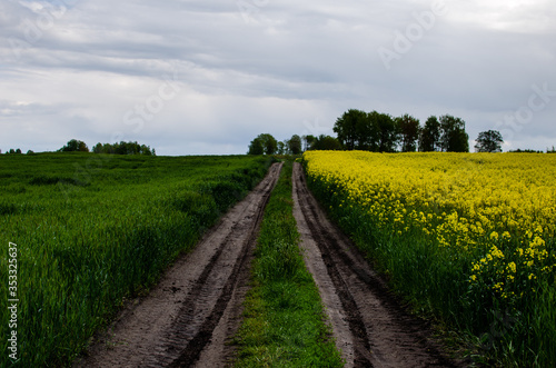 Rural road near the blooming rapeseed field