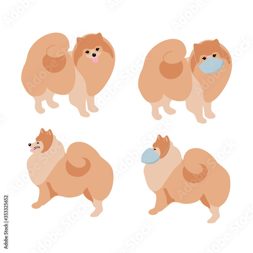 Protect your favorite dog from the virus by wearing a protective mask. Spitz is sick with the coronavirus. Side and front view of a cute fluffy puppy of golden color. vector image isolated © Mashsa