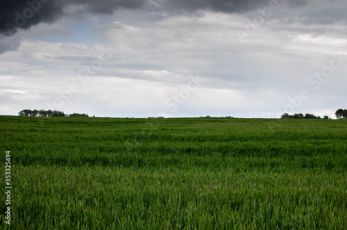 Wheat field over dark moody sky