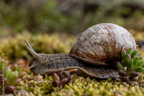 Weinbergschnecke auf Nahrungssuche