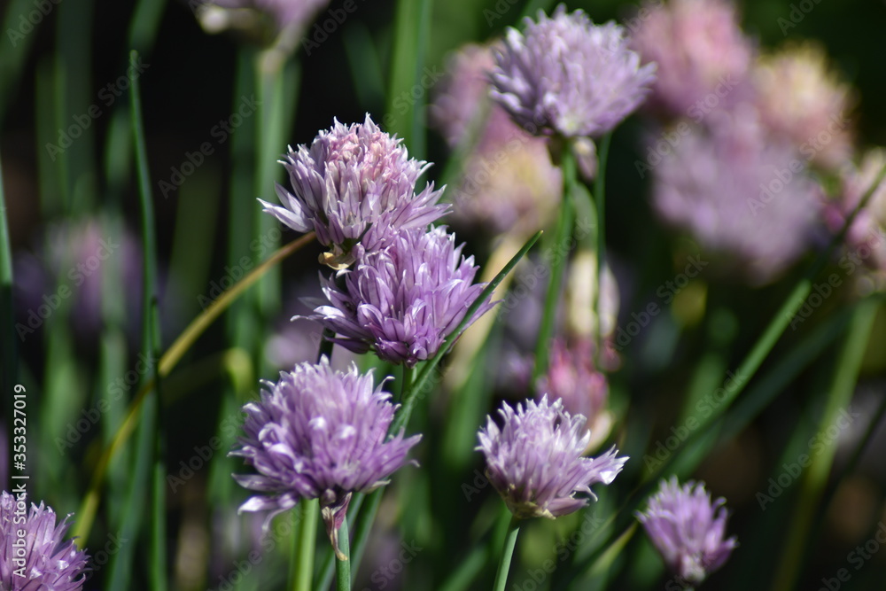 Blühender Schnittlauch (Allium schoenoprasum) Blühender Schnittlauch (Allium schoenoprasum)