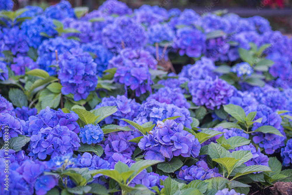 Purple Hydrangea macrophylla flower in a garden Purple Hydrangea macrophylla flower in a garden