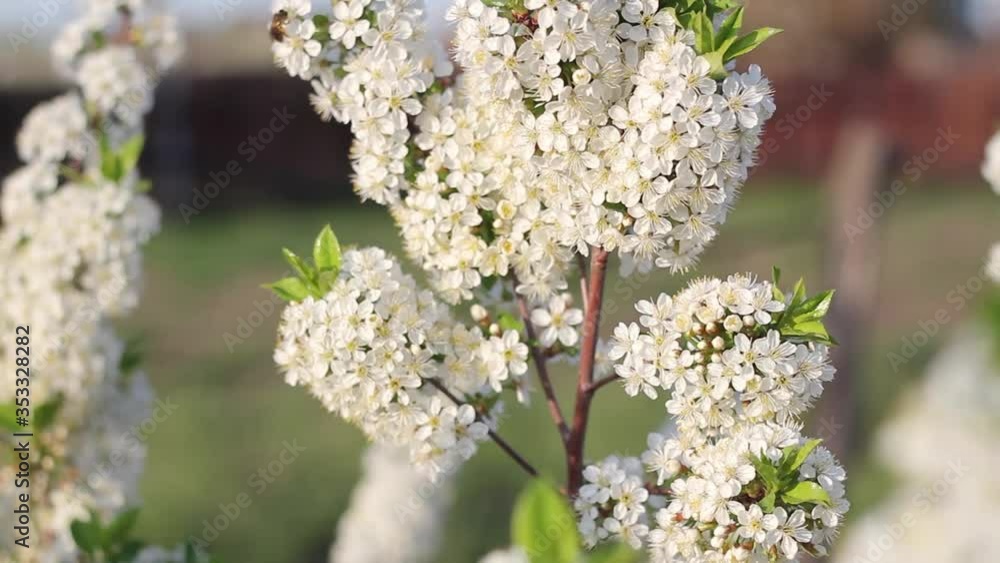 Blooming cherry bush with white flowers sways in the wind on a sunny day Blooming cherry bush with white flowers sways in the wind on a sunny day