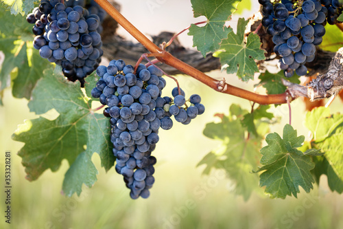 Beautiful wine grapes on backlit summer vine