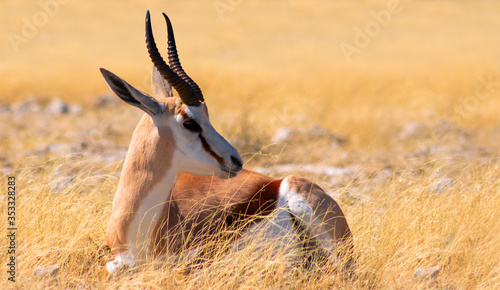 Wild african animals. The springbok (medium-sized antelope) in tall yellow grass. Etosha National park. Namibia