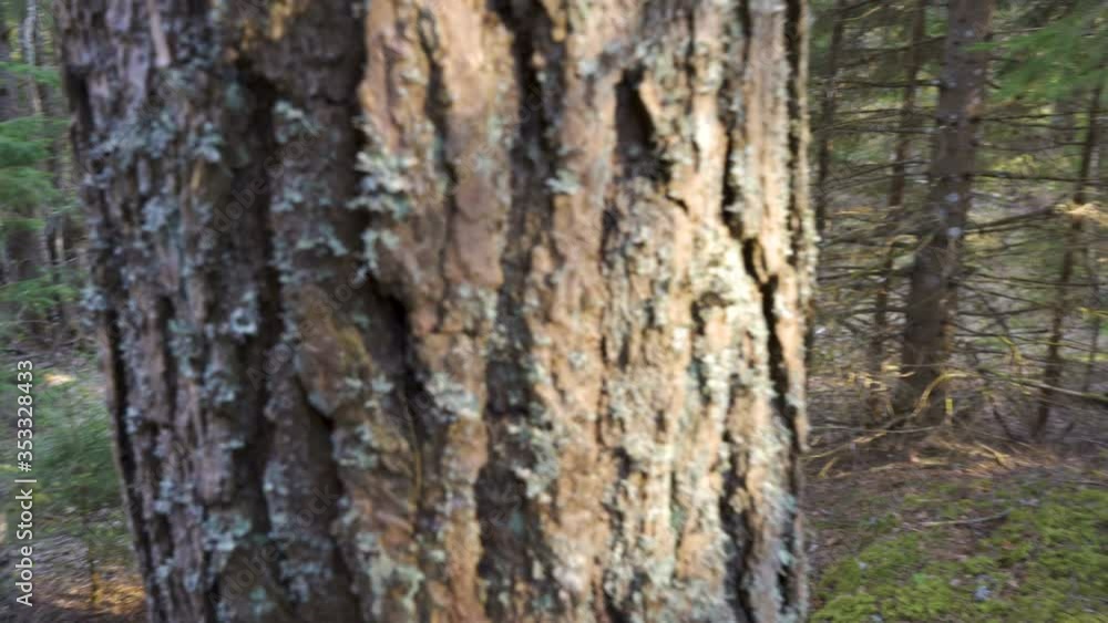29311_Tall_trees_on_the_deep_forest_which_is_the_pine_trees.mov 29311_Tall_trees_on_the_deep_forest_which_is_the_pine_trees.mov