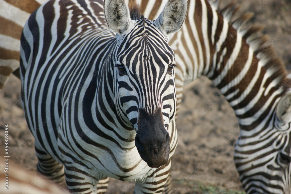 Zebra Zebra
