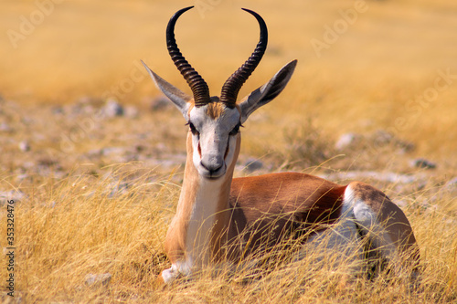 Wild african animals. The springbok (medium-sized antelope) in tall yellow grass. Etosha National park. Namibia photo