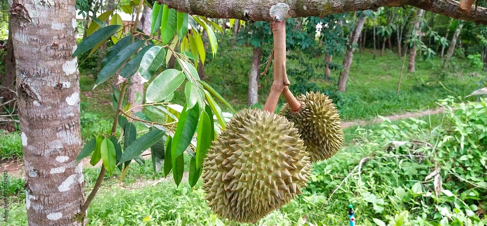 Durian is still stuck with the trees waiting to be harvested and sent to the market. Durian garden in Thailand Durian is still stuck with the trees waiting to be harvested and sent to the market. Durian garden in Thailand
