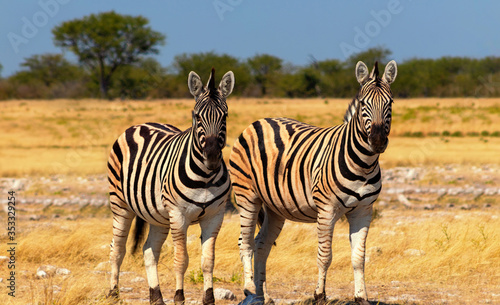 Wild african animals. Two African Mountain Zebras standing in grassland. Etosha National Park.