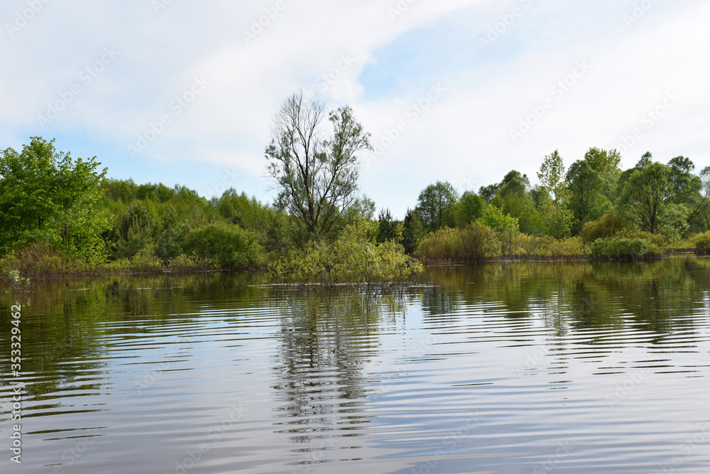 Obraz premium lake in the forest
