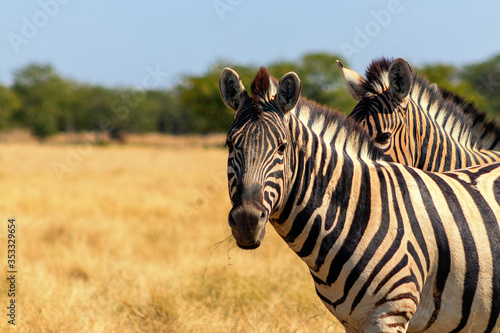 Wild african animals. Two African Mountain Zebras standing  in grassland. Etosha National Park.