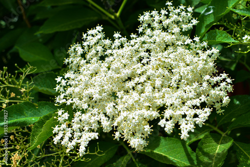 The elderflower, sambucus nigra