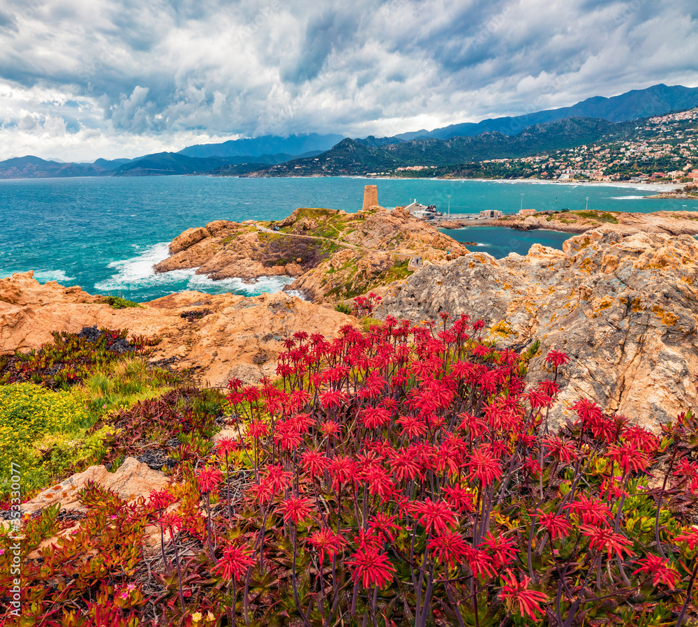 Blooming red flowers on de la Pietra cape with Genoise de la Pietra a L'ile-Rousse tower on background. Splendid summer scene of Corsica island, France, Europe. Traveling concept background.