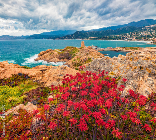 Blooming red flowers on de la Pietra cape with Genoise de la Pietra a L'ile-Rousse tower on background. Splendid summer scene of Corsica island, France, Europe. Traveling concept background.