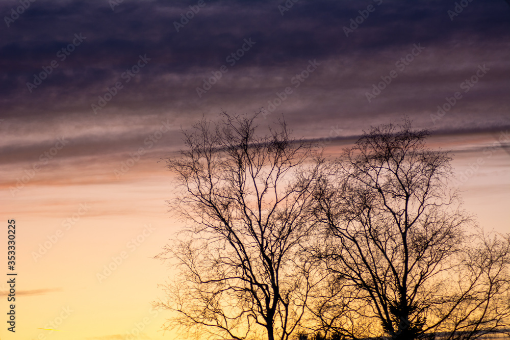 Baum im Herbst-Abend-Rot Baum im Herbst-Abend-Rot