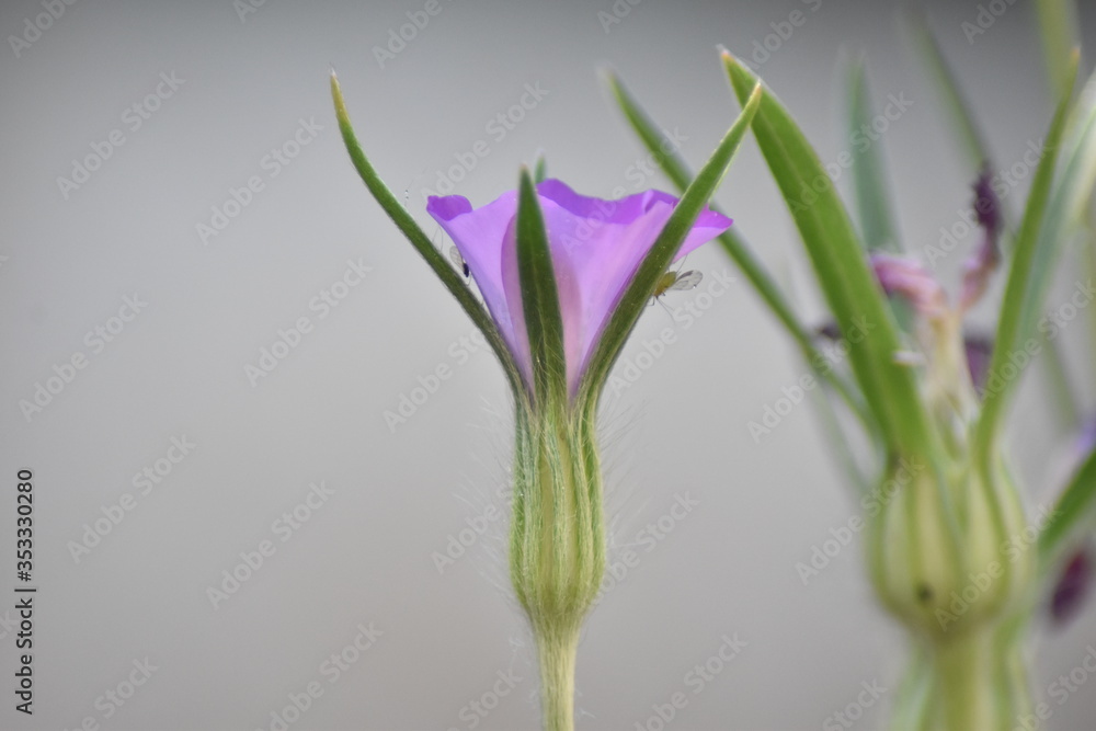 Fototapeta premium Blühende Kornrade (Agrostemma)