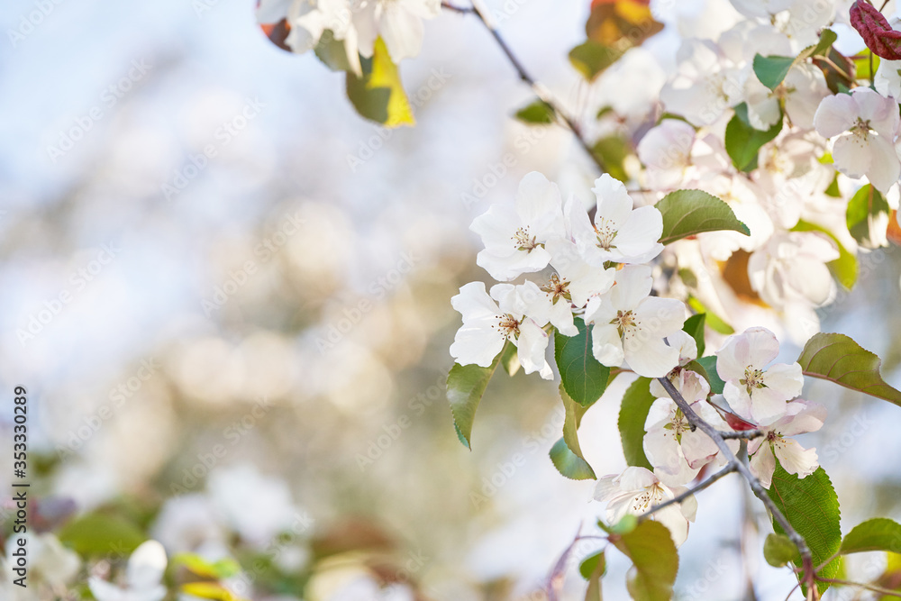 Apple tree floral. Bright summer background. Spring white fruit flowers. Spring texture. Creative trend composition. Springtime elements. Selective focus Apple tree floral. Bright summer background. Spring white fruit flowers. Spring texture. Creative trend composition. Springtime elements. Selective focus