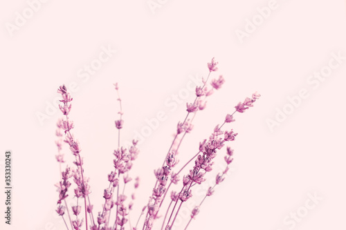 Dried lavender flowers arranged on bright purple background