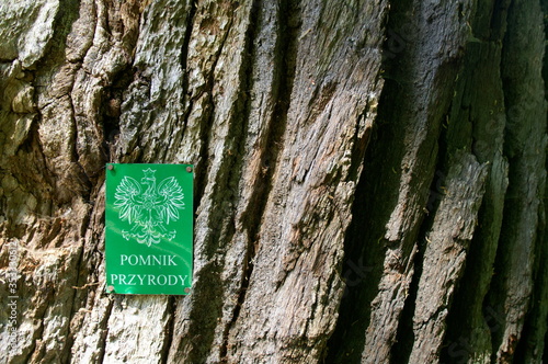 Fototapeta pomnik przyrody