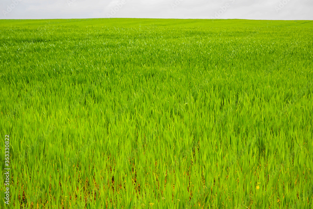 Young wheat, green field in spring Young wheat, green field in spring