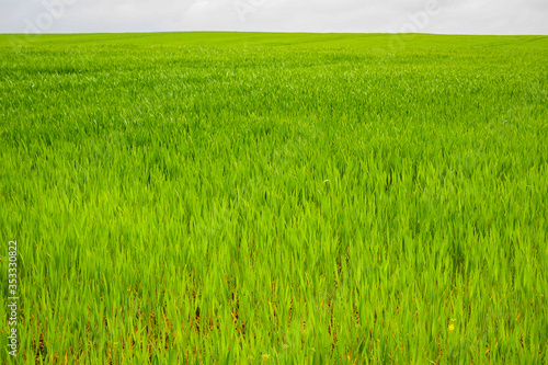 Young wheat  green field in spring