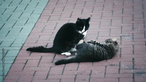 A pair of street cats play on the street. Slow motion. 
Color graded.
