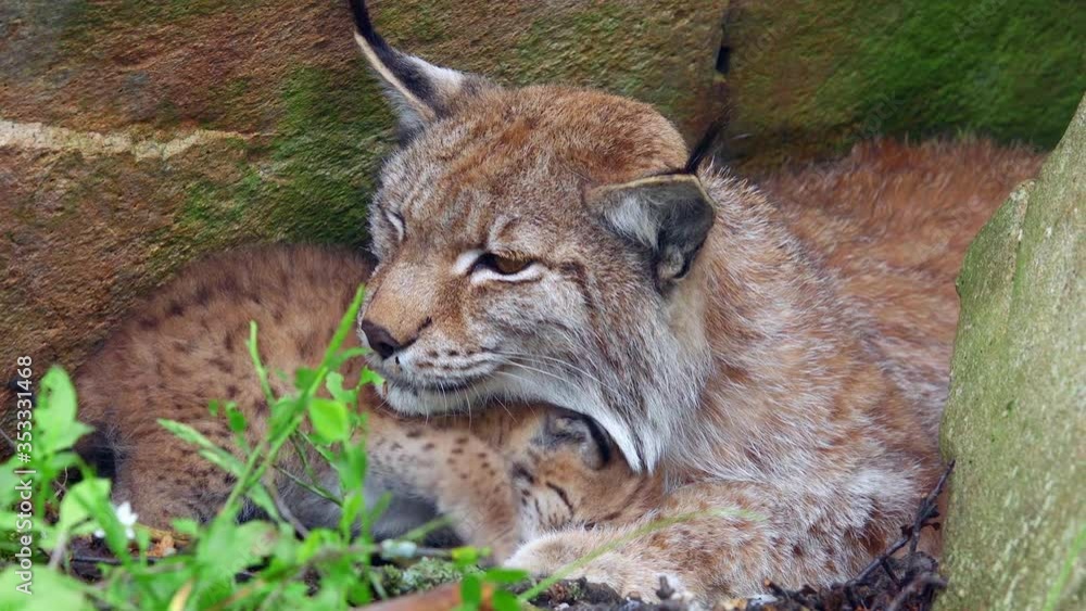 animal lynx mother cub hide under head crawl into chest animal lynx mother cub hide under head crawl into chest