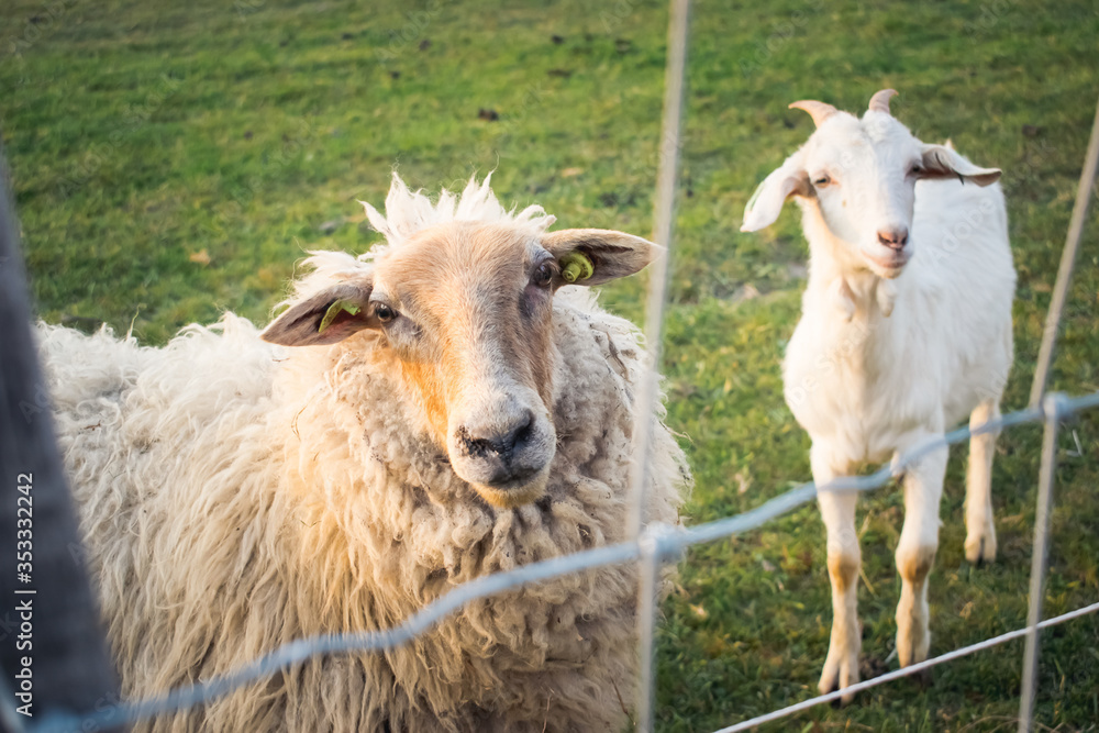 A goat and a sheep are looking through the wire fence. Domestic animal life concept. A goat and a sheep are looking through the wire fence. Domestic animal life concept.