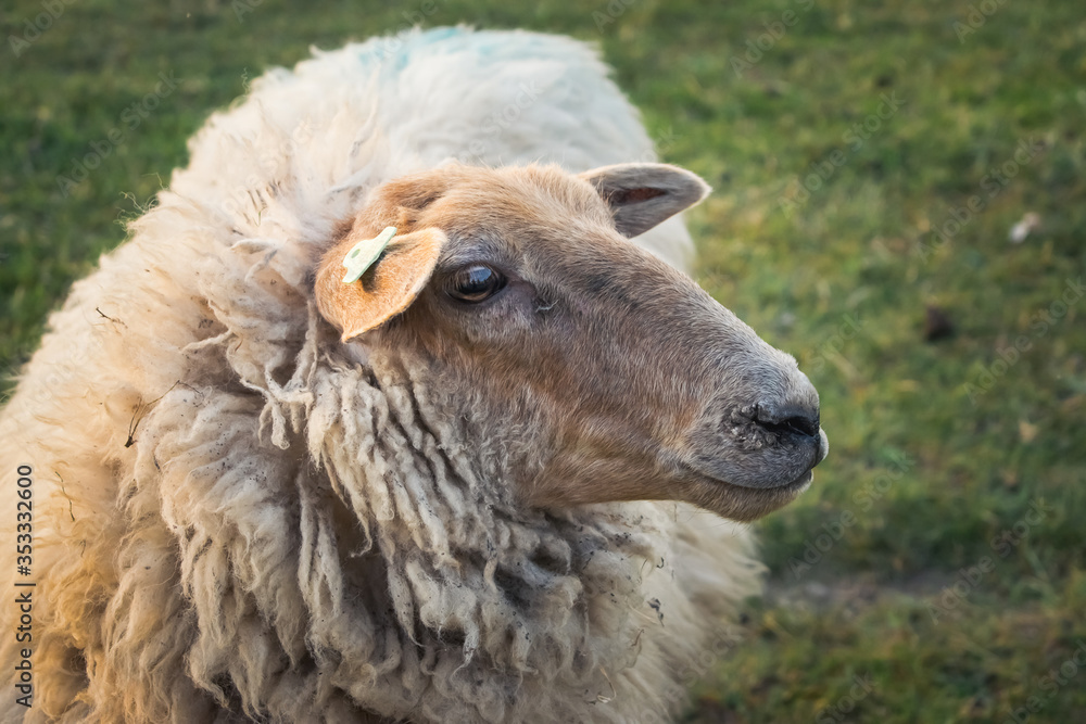 Sheep portrait, furry head and say eyes. Green grass background