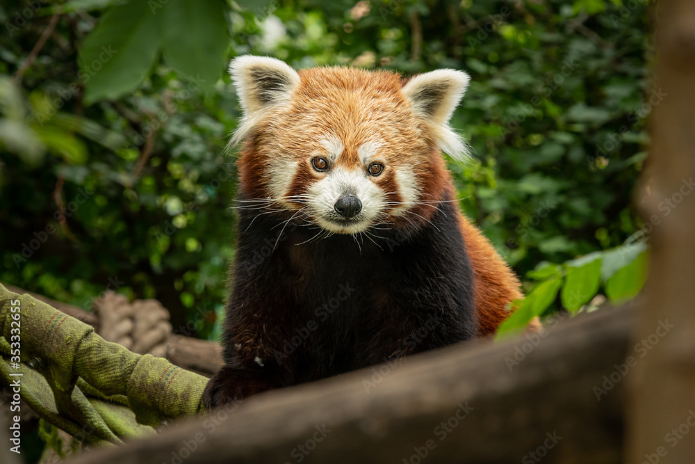 Obraz premium A red panda sitting on a tree