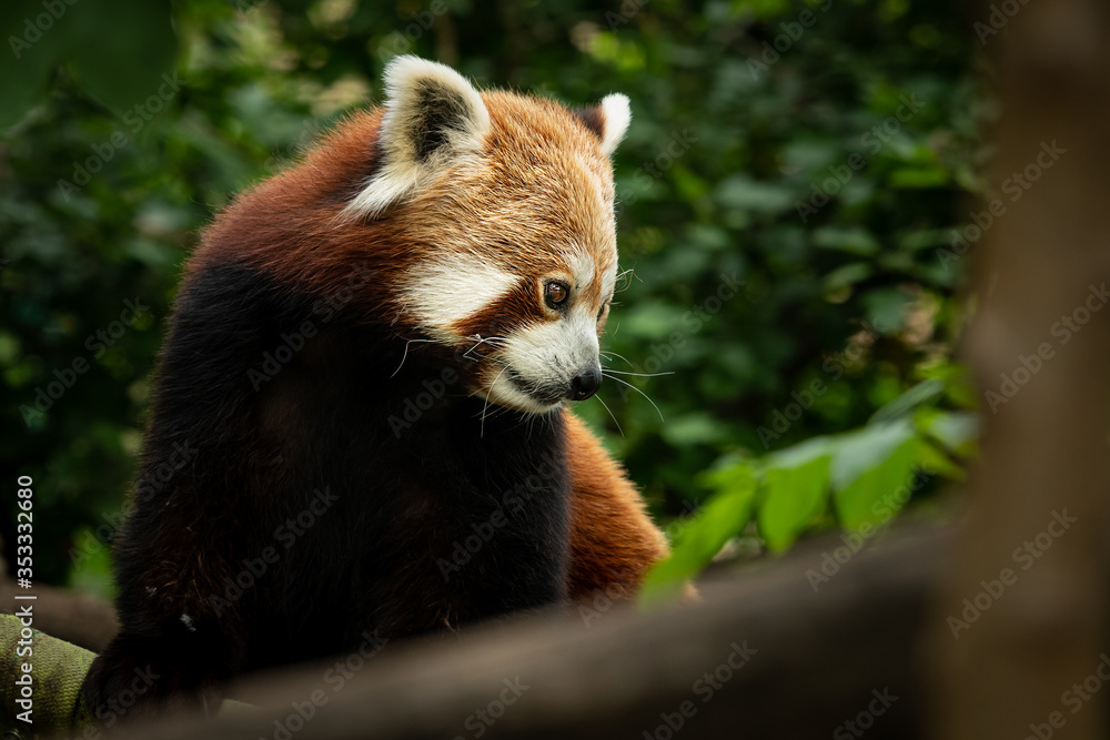 Fototapeta premium A red panda sitting on a tree