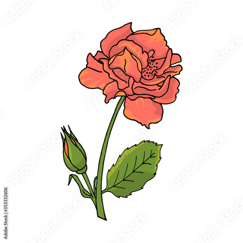 Hand drawn rose flower. Floral design element. Isolated on white background. Vector
