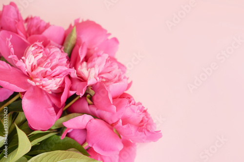 Beautiful pink peony background with copy space