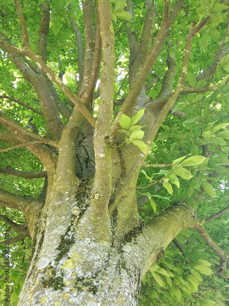 Fototapeta premium Tree Climbing
