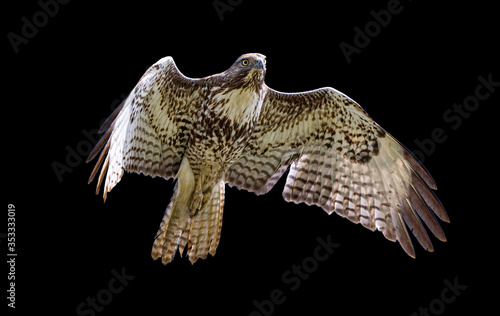 Red-tailed hawk in flight, black background