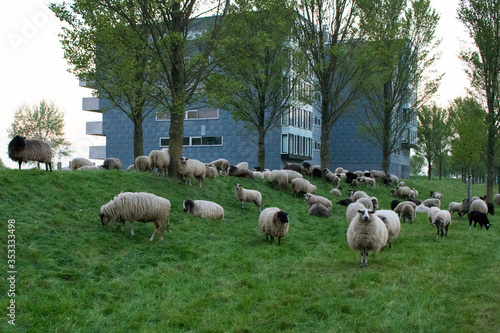 Sheeps are eating green grass next to a city living building. City and nature concept photo
