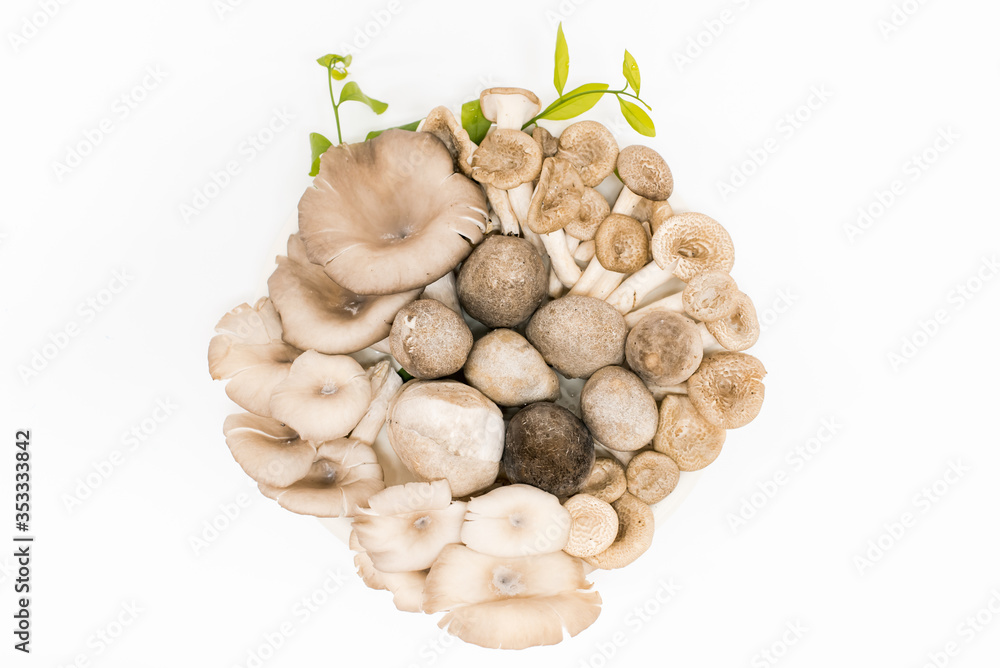 group of mushrooms on a white background