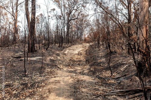Wallpaper Mural Aftermath of bushfires in New South Wales, Australia. Torontodigital.ca