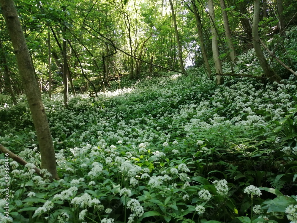Fototapeta premium flowers in the woods