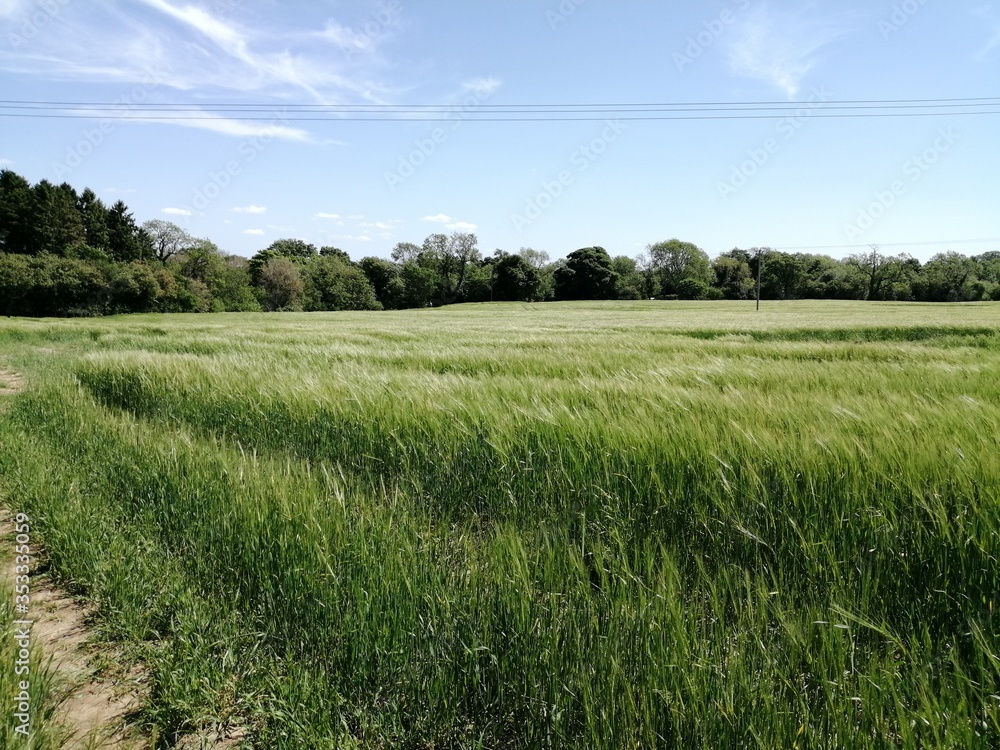 Fototapeta premium green grass and blue sky