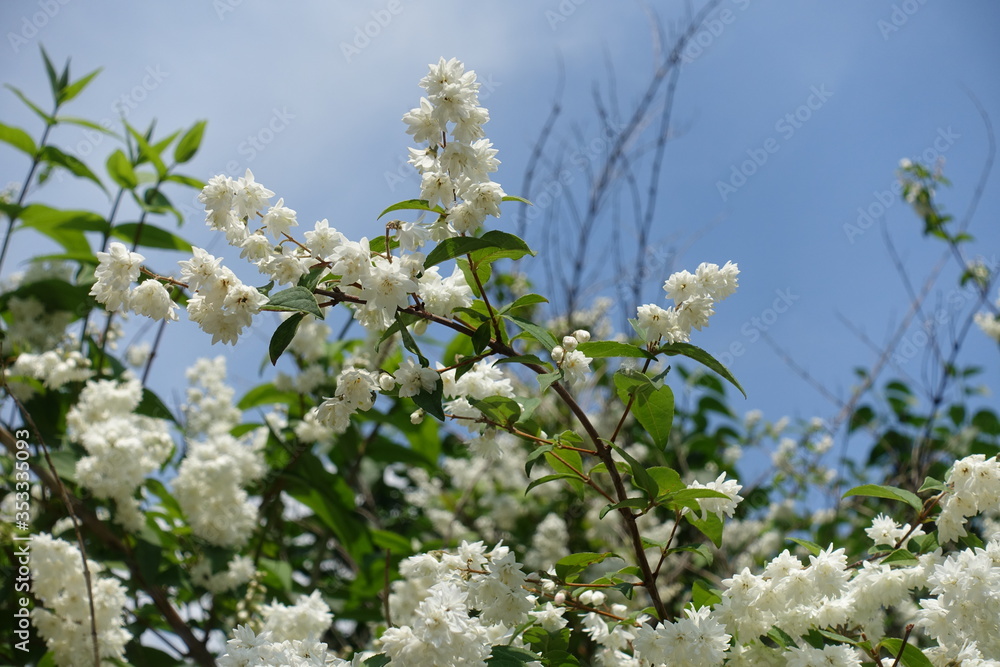 Blue sky and blossoming branches of Deutzia in May Blue sky and blossoming branches of Deutzia in May