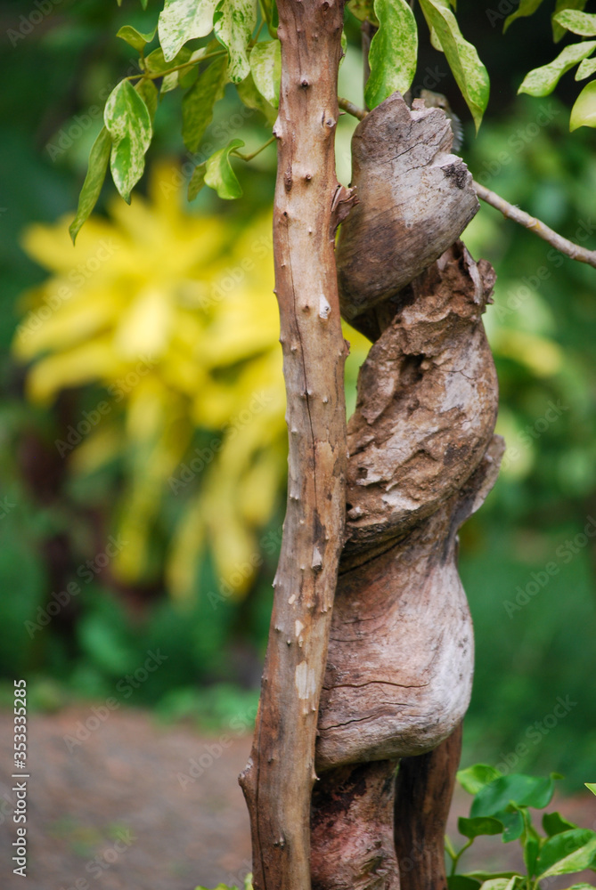 Fototapeta premium Tree