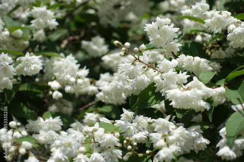 Double white flowers of Deutzia in May