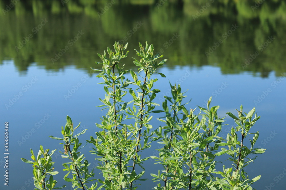 Naklejka premium Pond shore in a city forest park