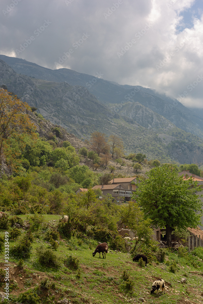 Kotor morning view and grazing lambs Kotor morning view and grazing lambs