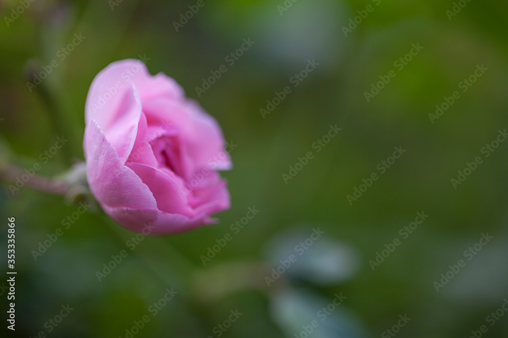 Pink Garden Rose Close Up