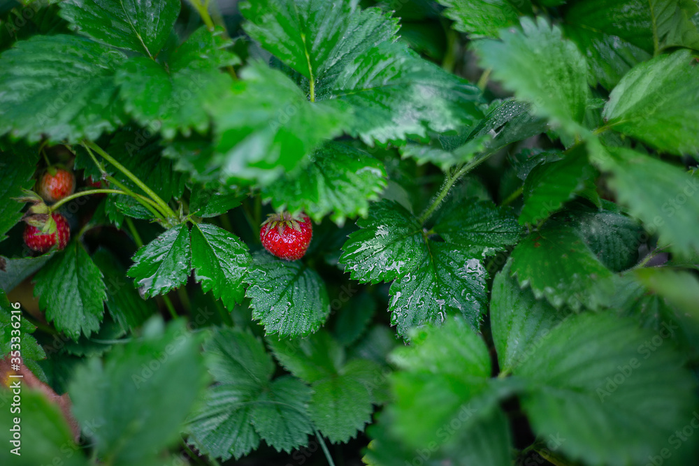 small strawberries on a bush in a garden small strawberries on a bush in a garden