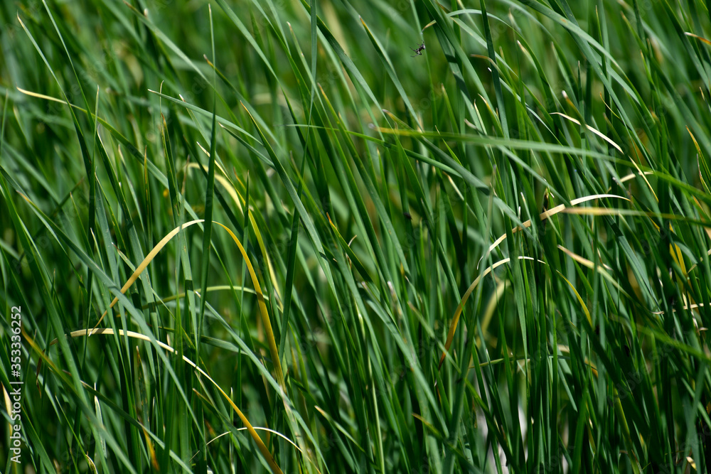 bulrush, bulrush background, green background, plant, summer spring, body of water, lake, water, bulrush, bulrush background, green background, plant, summer spring, body of water, lake, water,