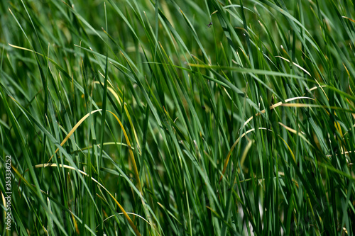 bulrush, bulrush background, green background, plant, summer spring, body of water, lake, water,